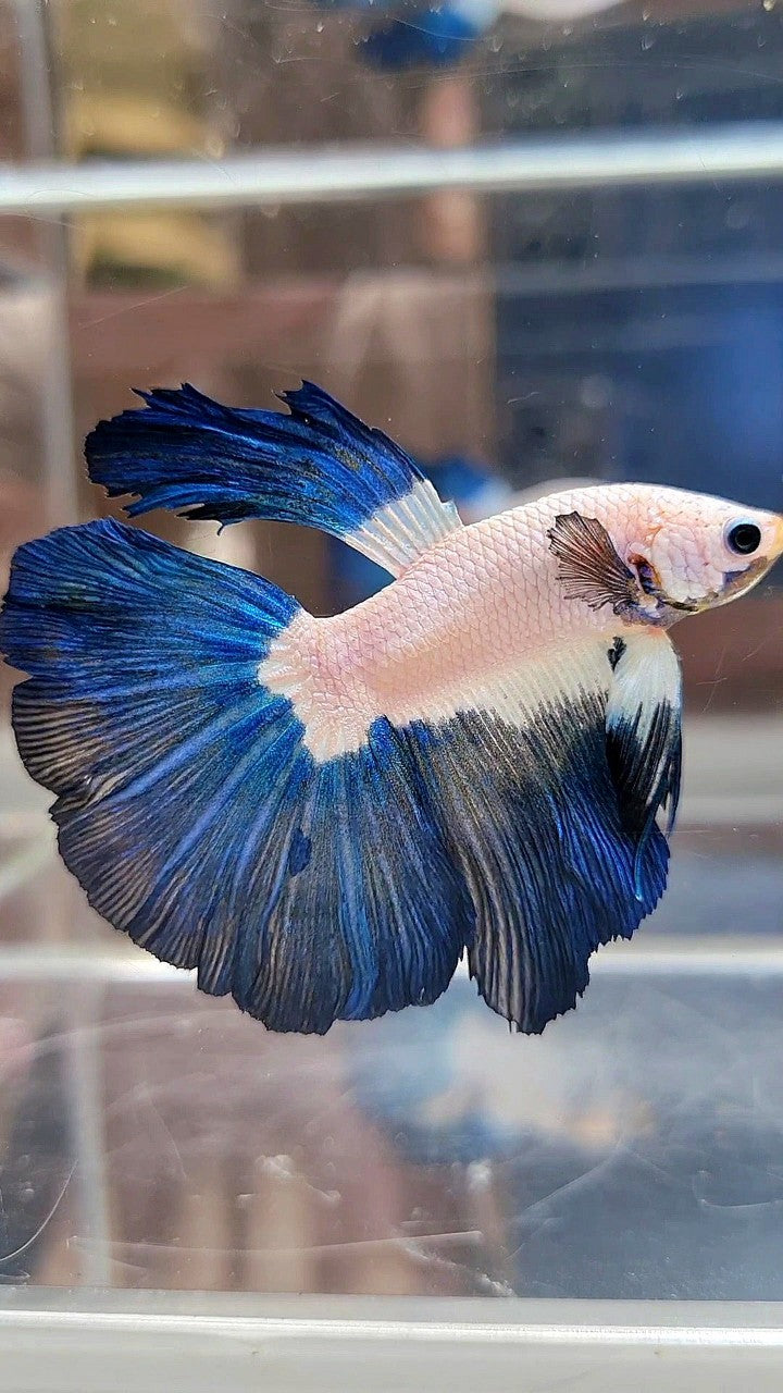 HALFMOON BLUE RIM BICOLOR BETTA FISH