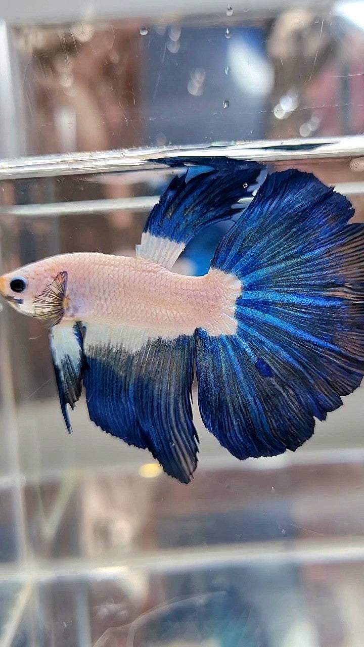 HALFMOON BLUE RIM BICOLOR BETTA FISH