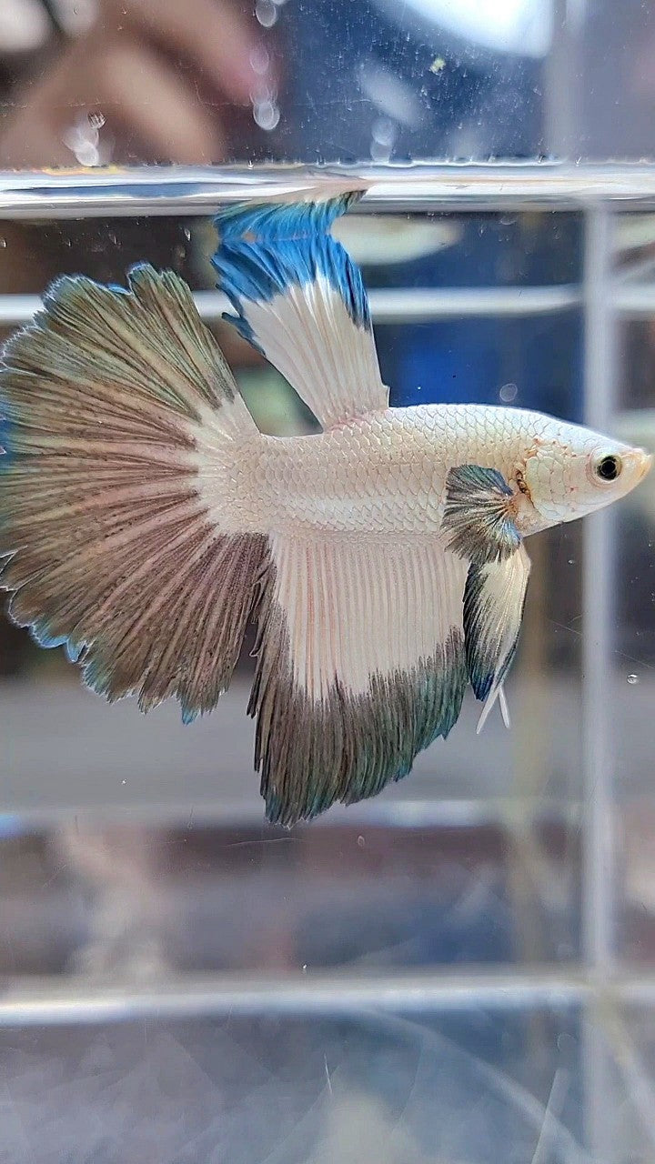 HALFMOON COPPER RIM BUTTERFLY BETTA FISH