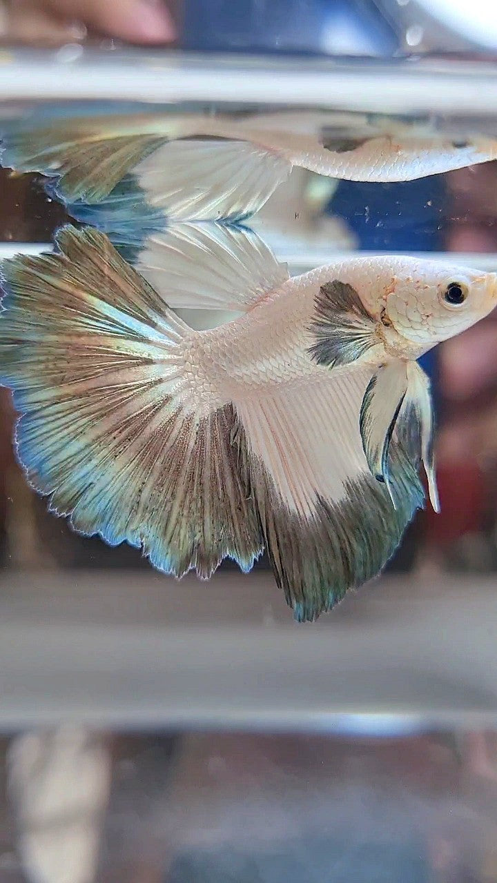 HALFMOON COPPER RIM BUTTERFLY BETTA FISH