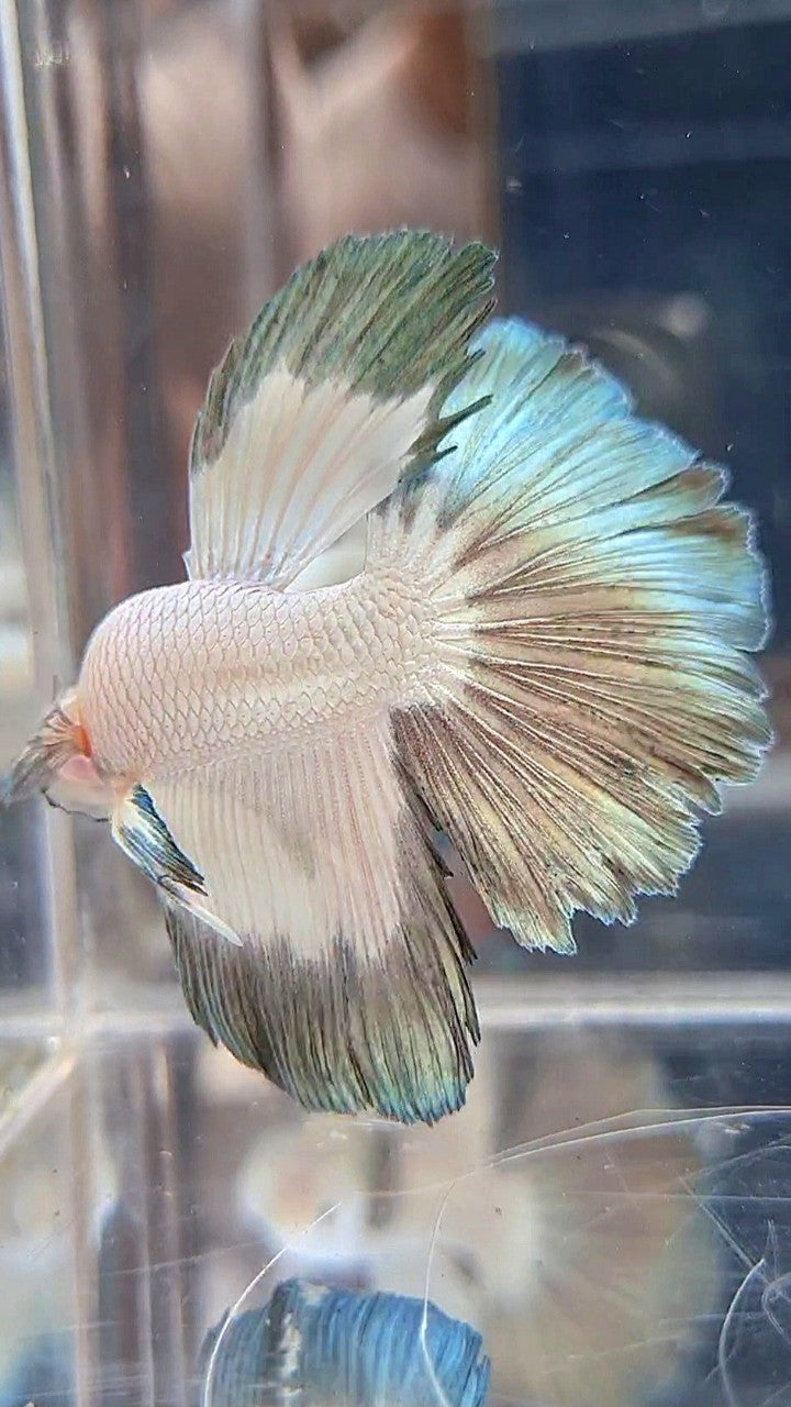 HALFMOON COPPER RIM BUTTERFLY BETTA FISH