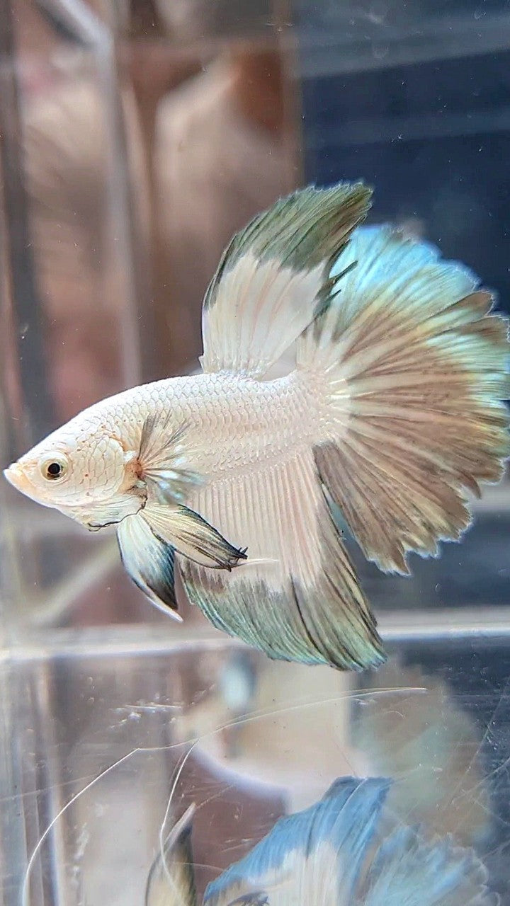 HALFMOON COPPER RIM BUTTERFLY BETTA FISH