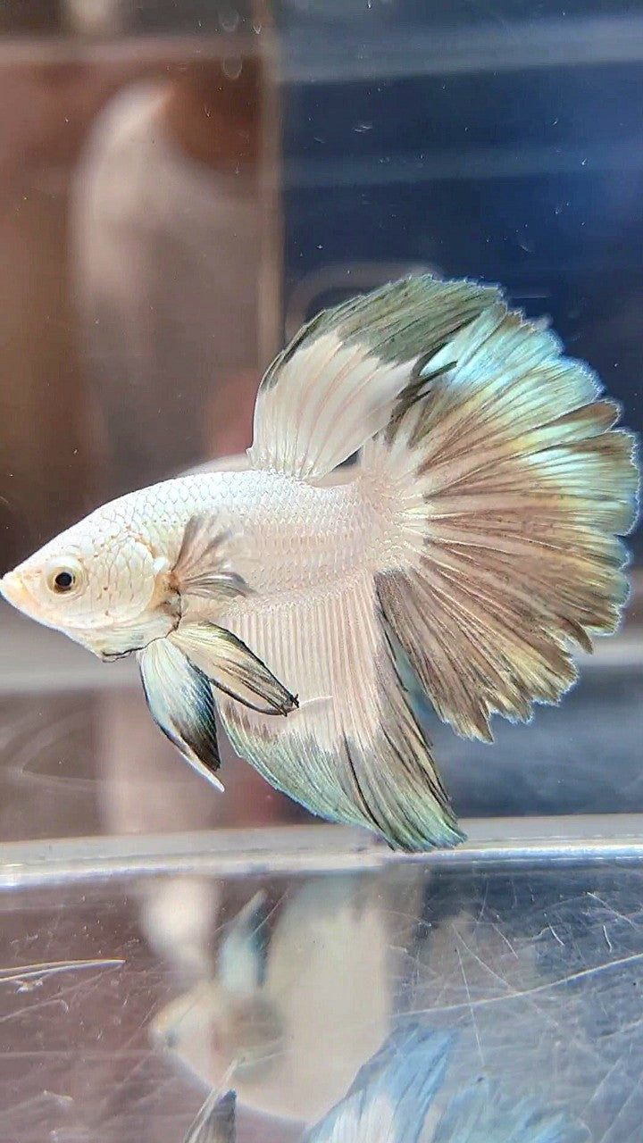 HALFMOON COPPER RIM BUTTERFLY BETTA FISH