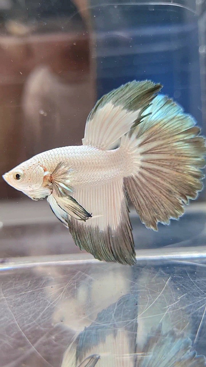 HALFMOON COPPER RIM BUTTERFLY BETTA FISH