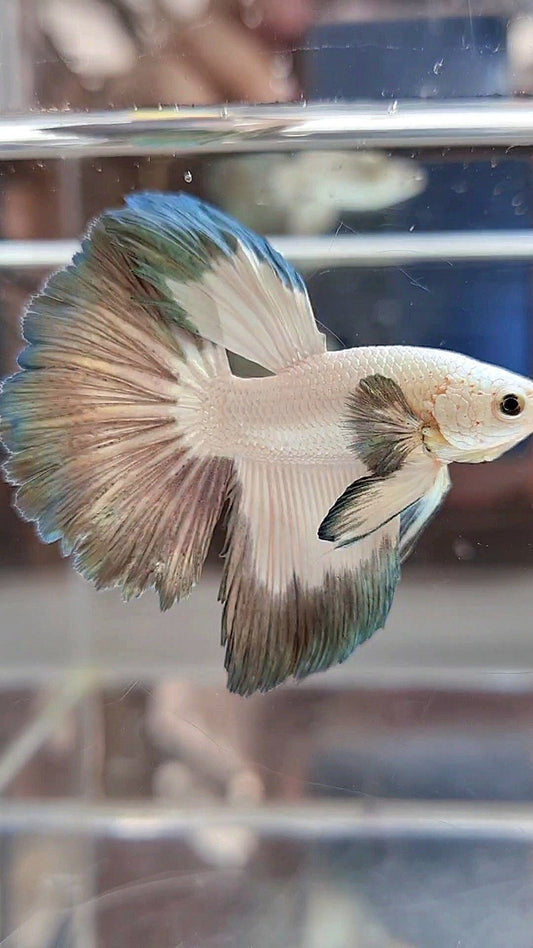 HALFMOON COPPER RIM BUTTERFLY BETTA FISH