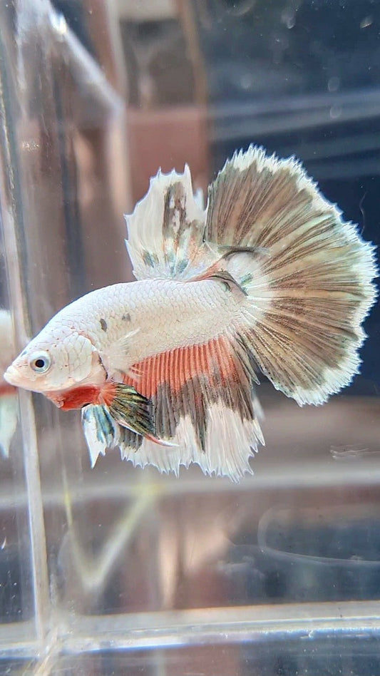 HALFMOON PINK COPPER RIM FLAMINGGO BETTA FISH