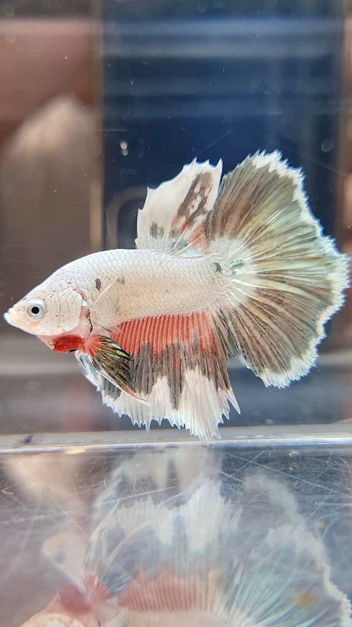 HALFMOON PINK COPPER RIM FLAMINGGO BETTA FISH