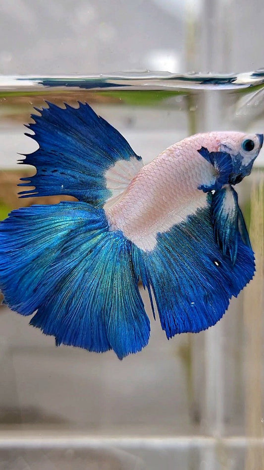HALFMOON BIG EAR ROSETAIL BLUE RIM BICOLOR BETTA FISH