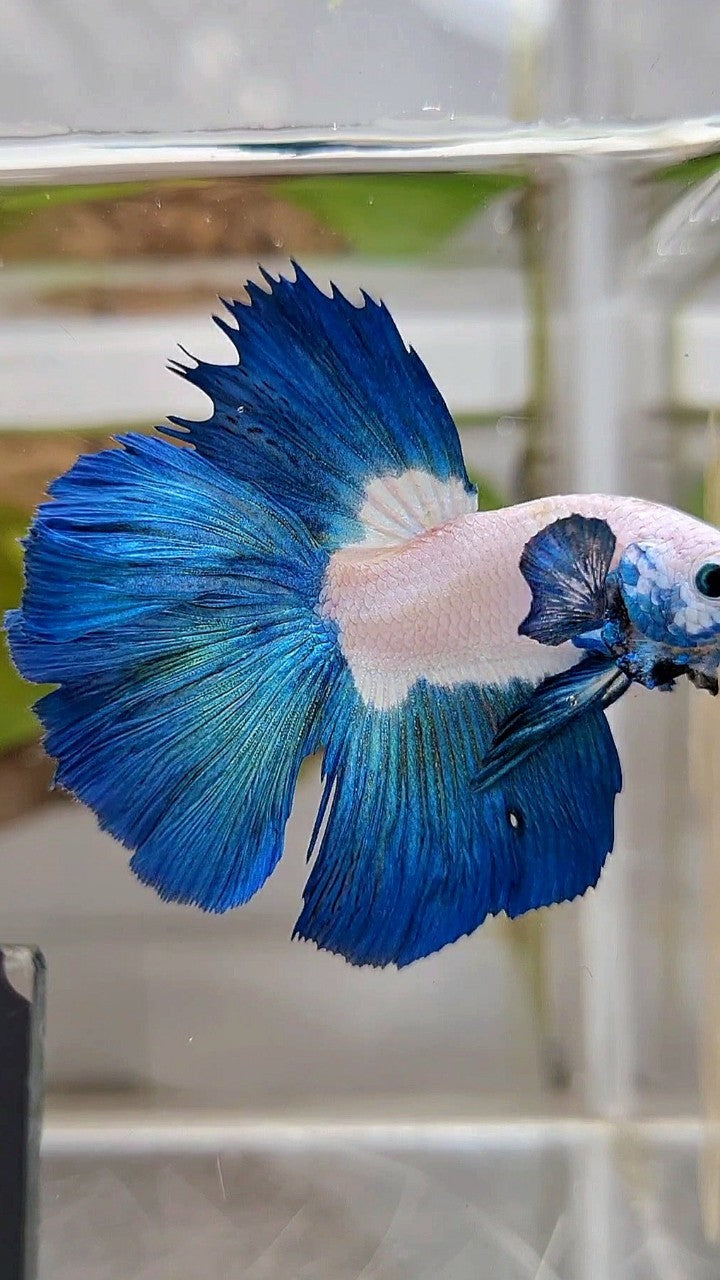 HALFMOON BIG EAR ROSETAIL BLUE RIM BICOLOR BETTA FISH