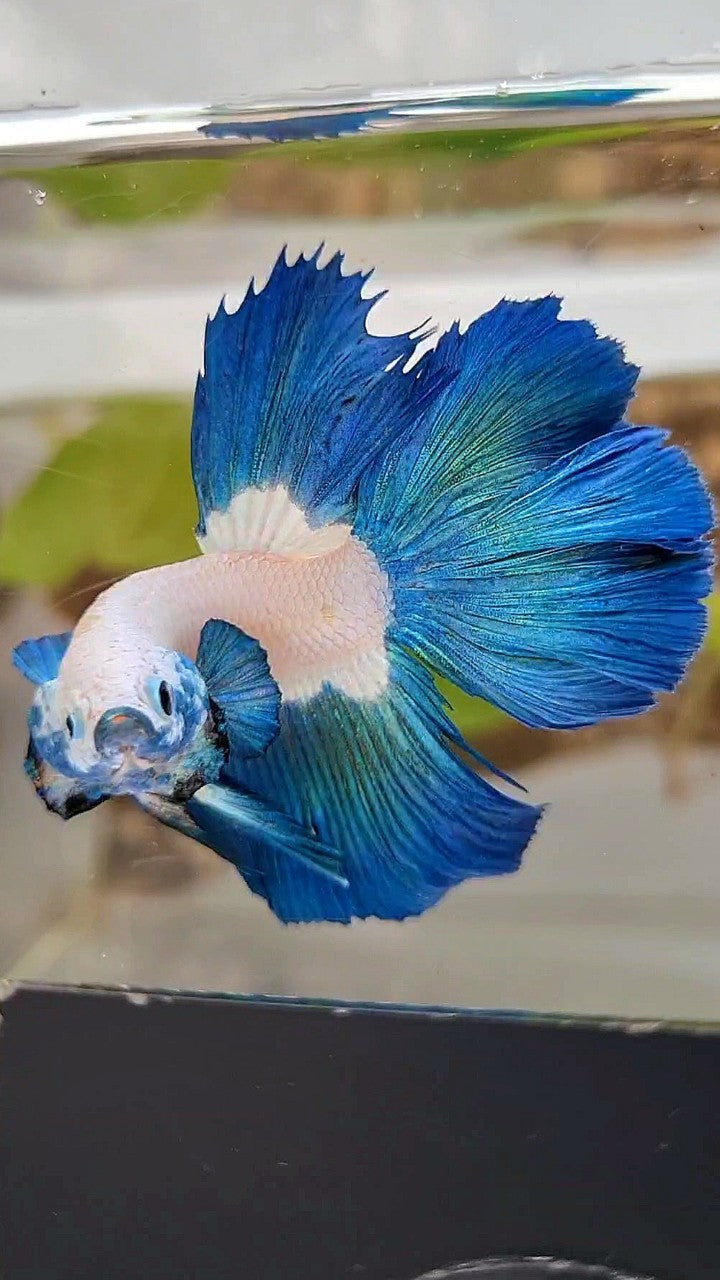 HALFMOON BIG EAR ROSETAIL BLUE RIM BICOLOR BETTA FISH