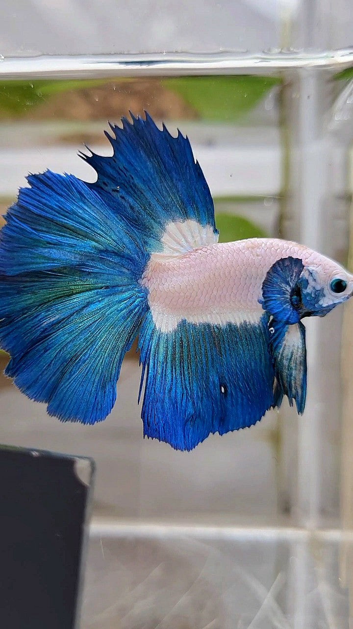 HALFMOON BIG EAR ROSETAIL BLUE RIM BICOLOR BETTA FISH