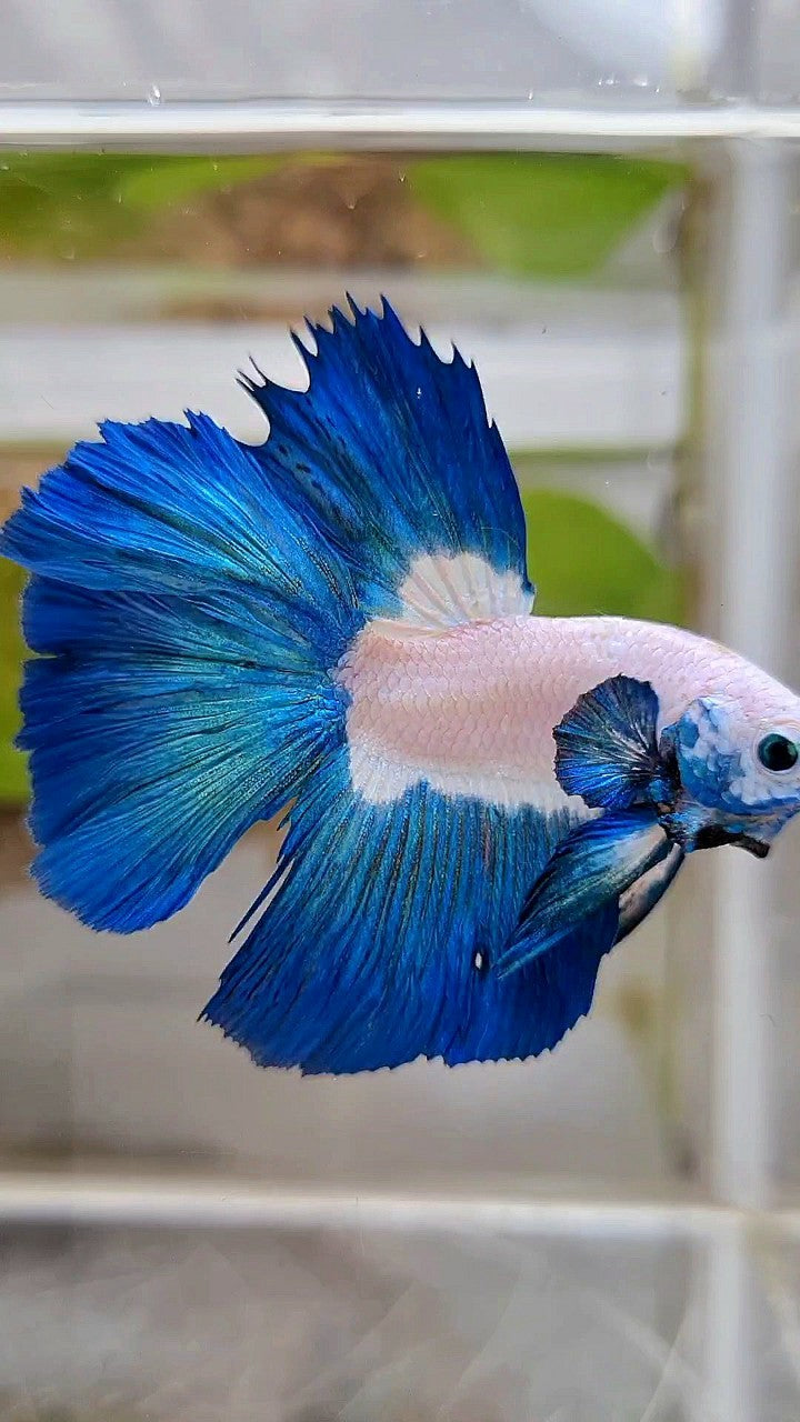 HALFMOON BIG EAR ROSETAIL BLUE RIM BICOLOR BETTA FISH