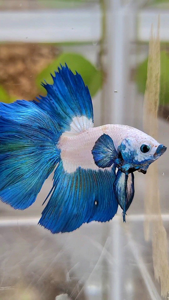HALFMOON BIG EAR ROSETAIL BLUE RIM BICOLOR BETTA FISH