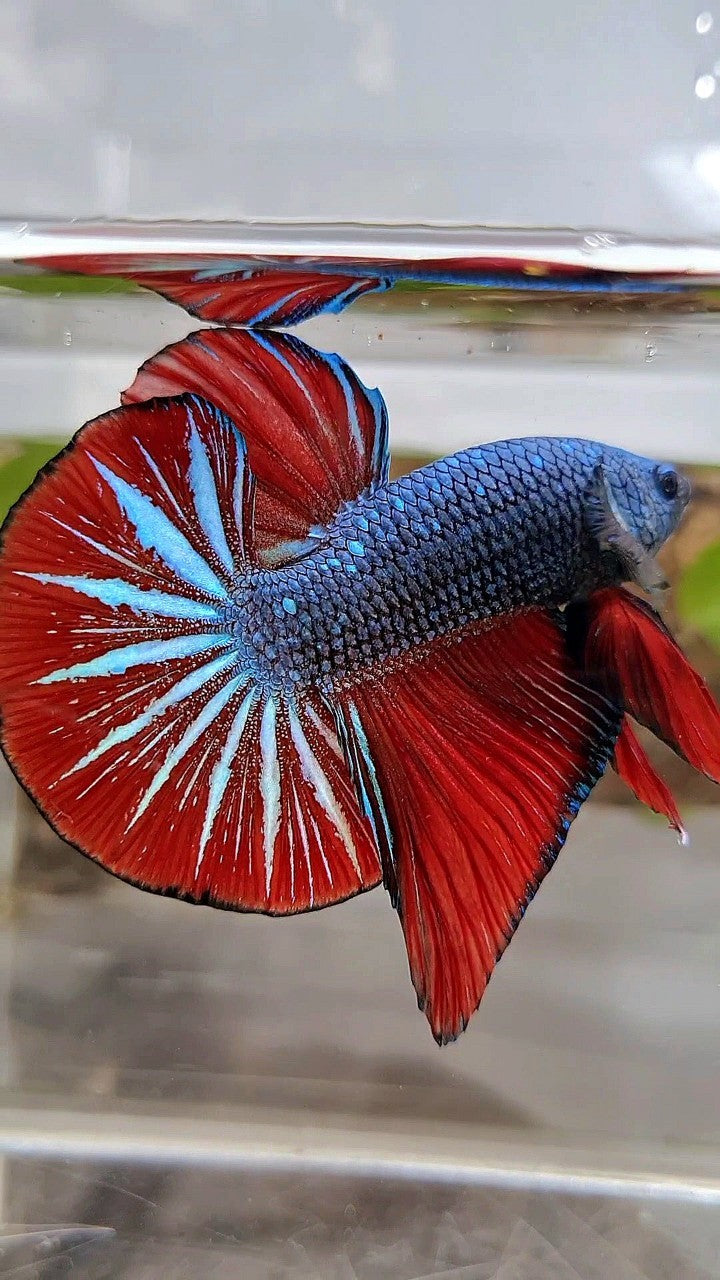 GIANT HMPK OVERTAIL BO 4,5CM+ BLUE GRAY RED BETTA FISH