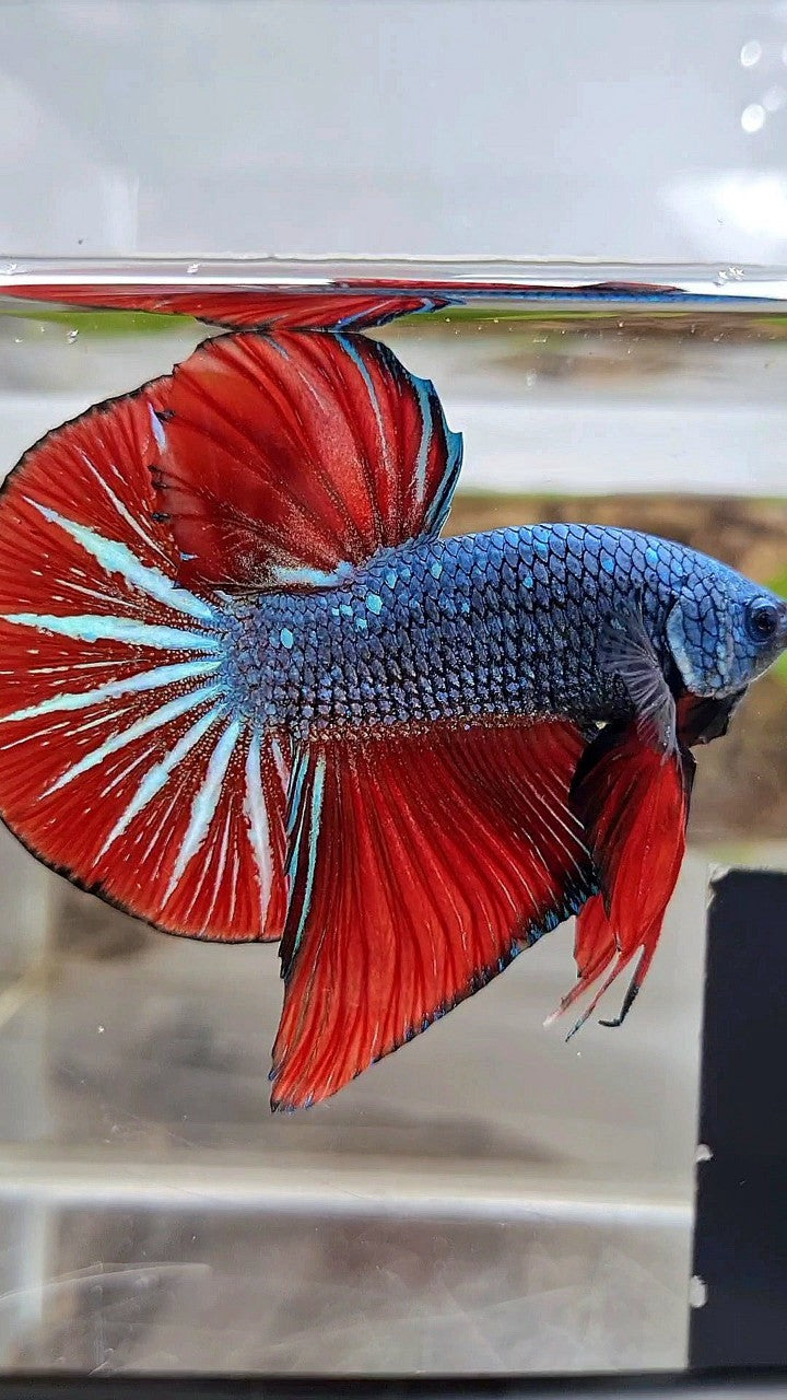 GIANT HMPK OVERTAIL BO 4,5CM+ BLUE GRAY RED BETTA FISH