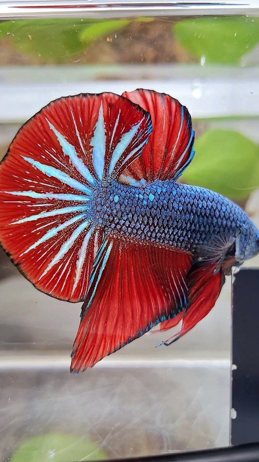 GIANT HMPK OVERTAIL BO 4,5CM+ BLUE GRAY RED BETTA FISH