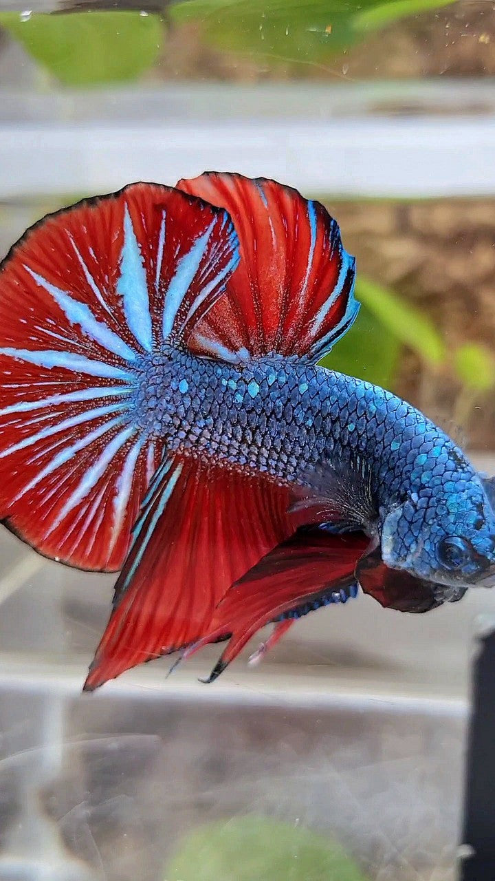GIANT HMPK OVERTAIL BO 4,5CM+ BLUE GRAY RED BETTA FISH