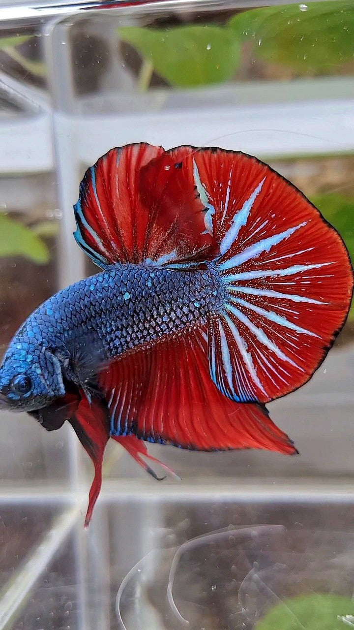 GIANT HMPK OVERTAIL BO 4,5CM+ BLUE GRAY RED BETTA FISH