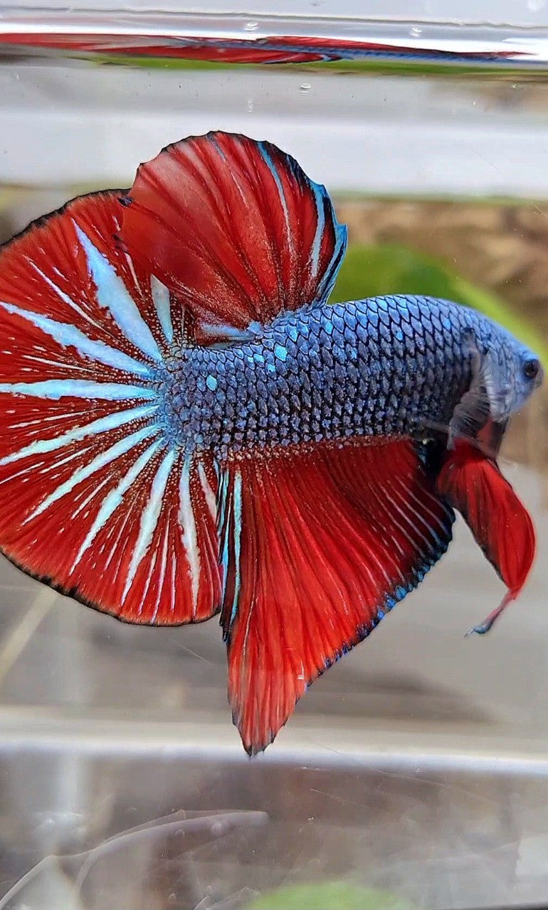 GIANT HMPK OVERTAIL BO 4,5CM+ BLUE GRAY RED BETTA FISH