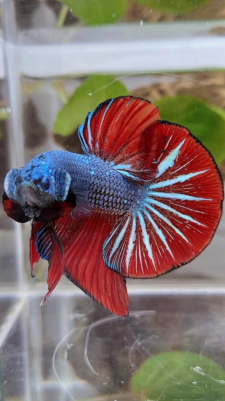 GIANT HMPK OVERTAIL BO 4,5CM+ BLUE GRAY RED BETTA FISH