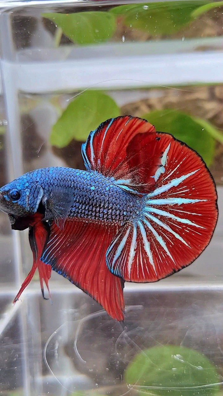 GIANT HMPK OVERTAIL BO 4,5CM+ BLUE GRAY RED BETTA FISH