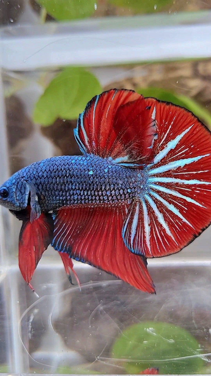 GIANT HMPK OVERTAIL BO 4,5CM+ BLUE GRAY RED BETTA FISH