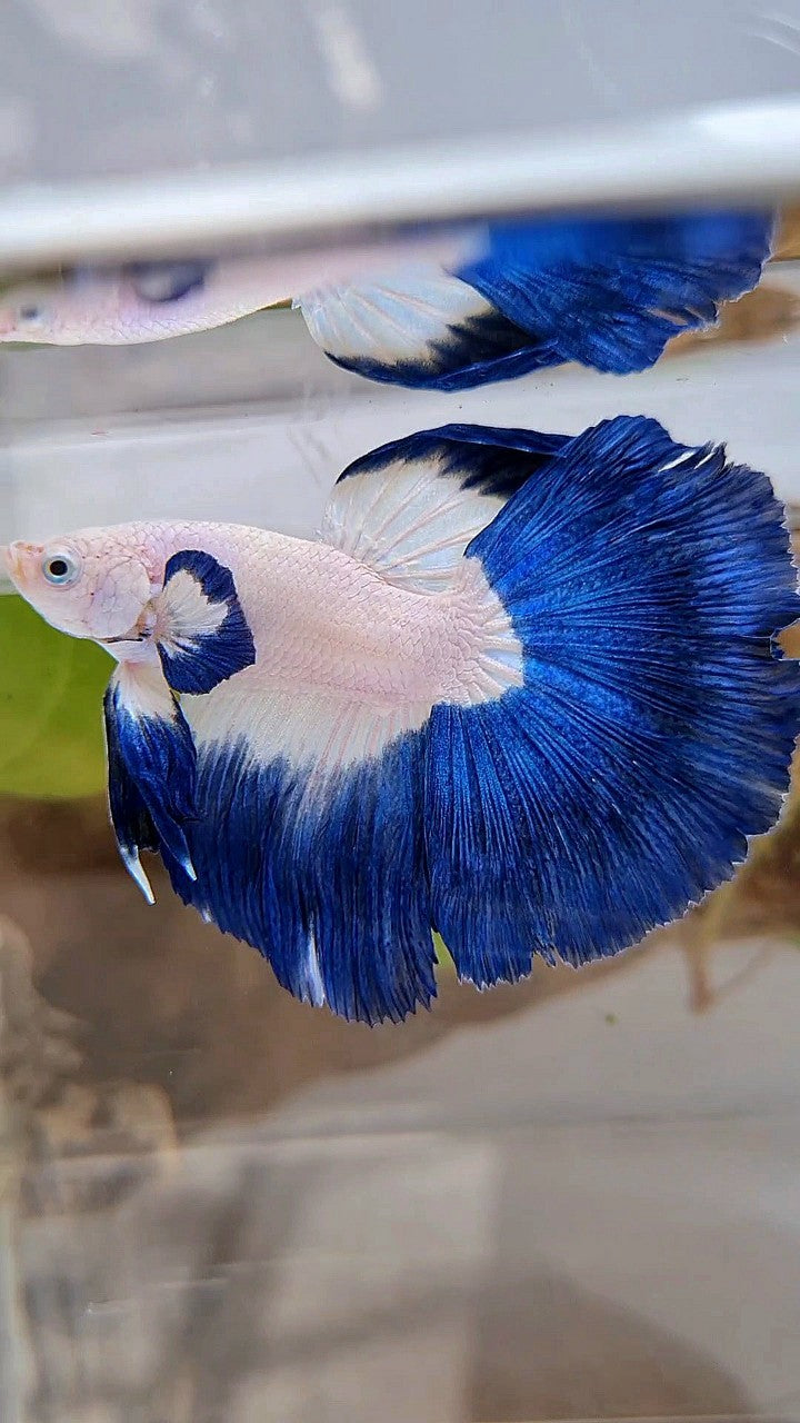 LUXURY HALFMOON BIG EAR ROSETAIL BLUE RIM BICOLOR BETTA FISH