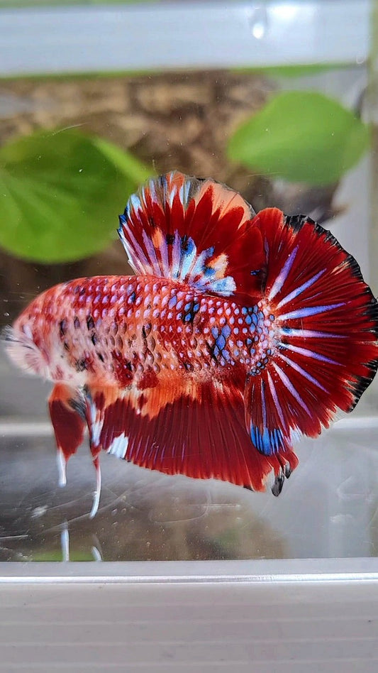 GIANT BO 5CM+ RED METTALIC MULTICOLOR BETTA FISH