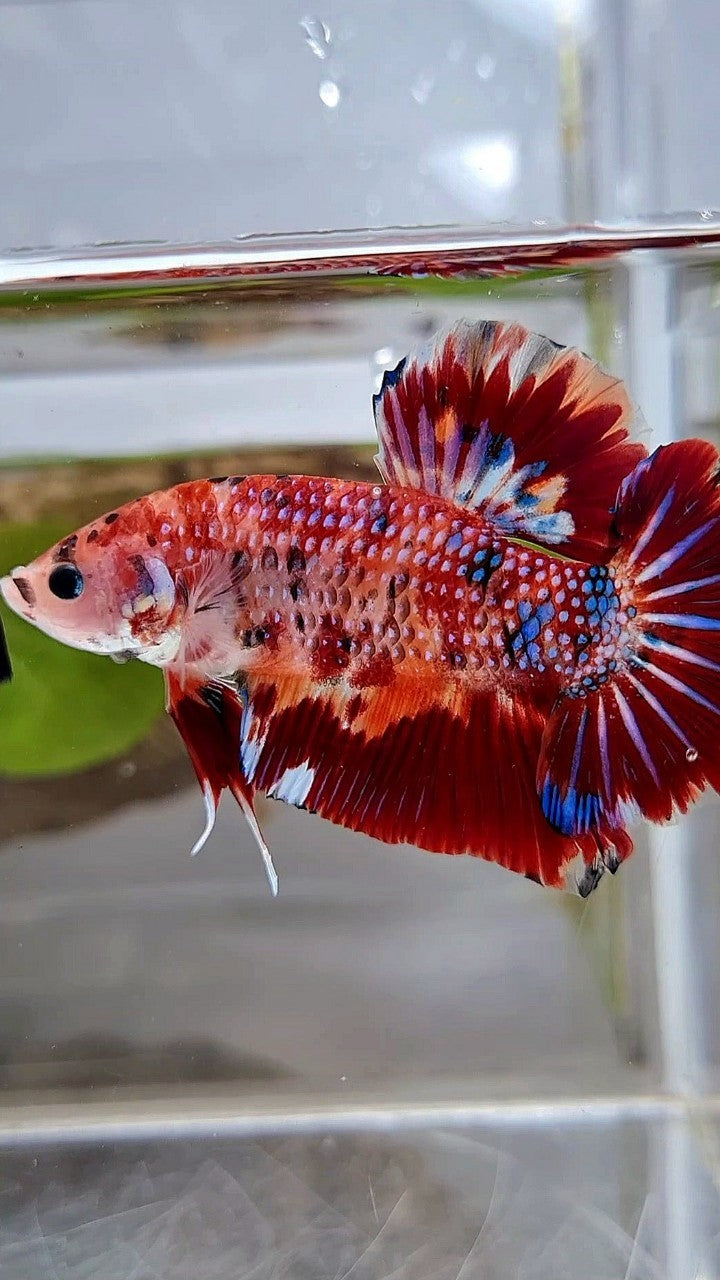 GIANT BO 5CM+ RED METTALIC MULTICOLOR BETTA FISH