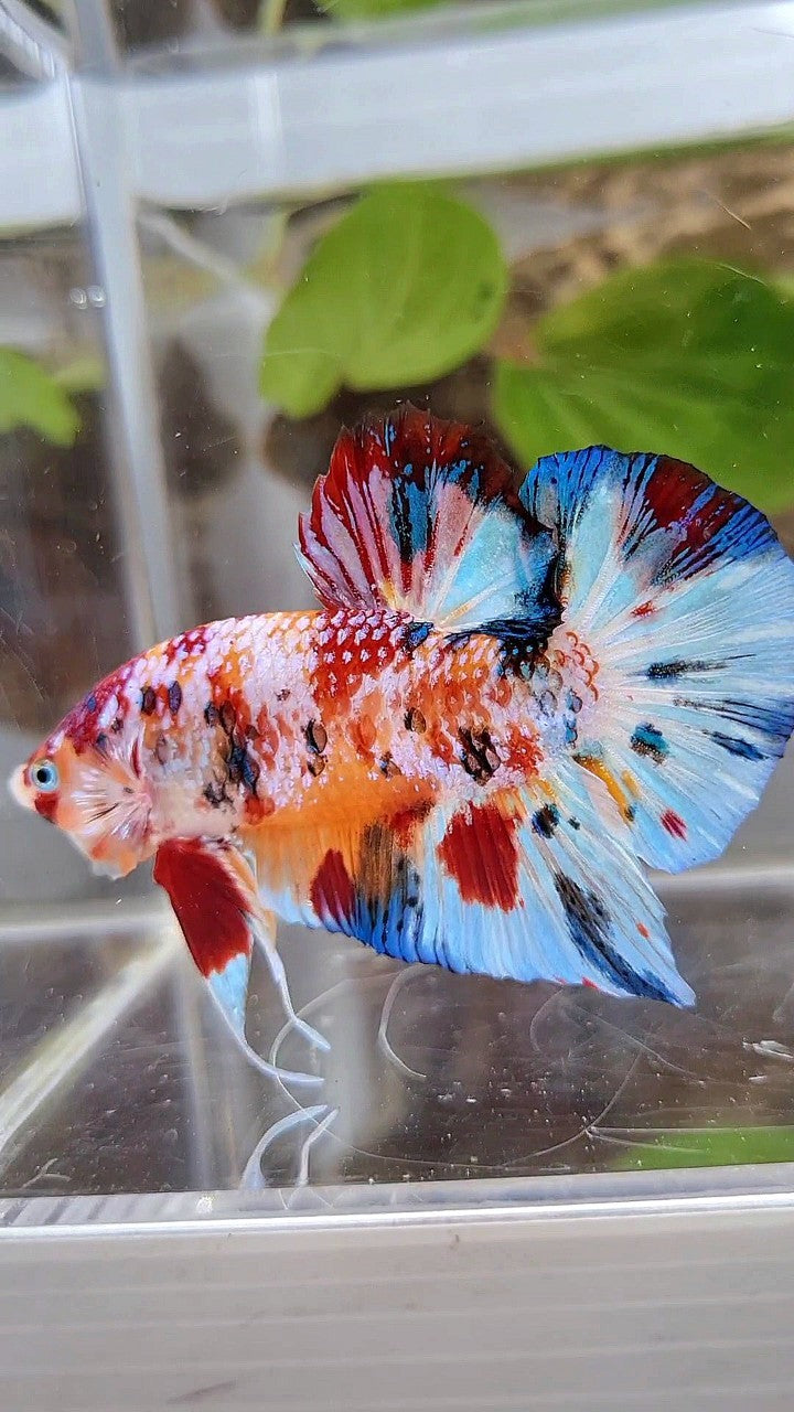 GIANT PLAKAT BO 5,2CM+ SUPER MULTICOLOR METTALIC WHITE ORANGE CANDY BETTA FISH