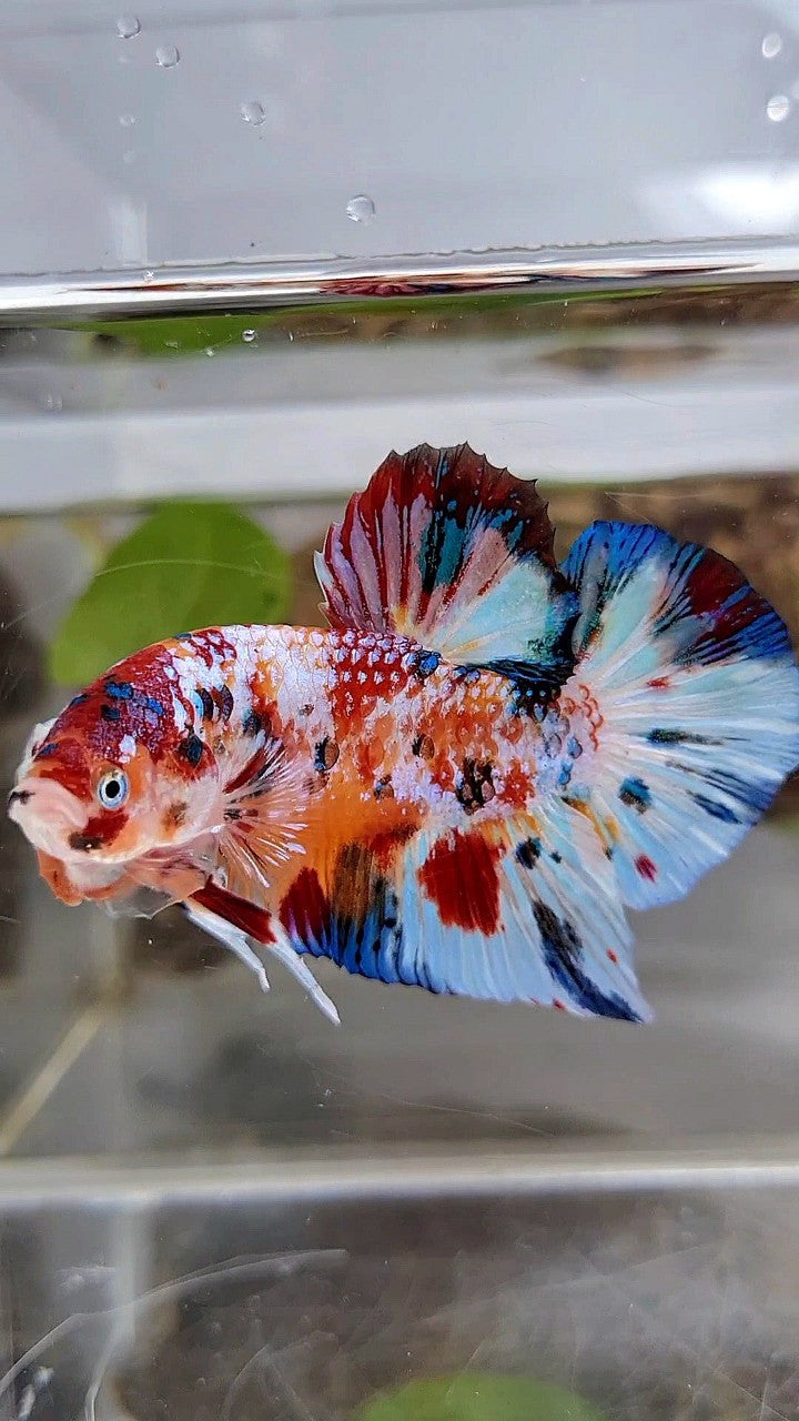 GIANT PLAKAT BO 5,2CM+ SUPER MULTICOLOR METTALIC WHITE ORANGE CANDY BETTA FISH