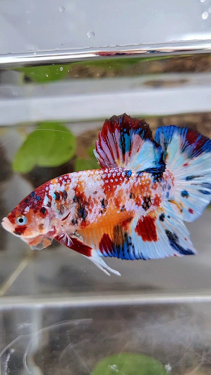 GIANT PLAKAT BO 5,2CM+ SUPER MULTICOLOR METTALIC WHITE ORANGE CANDY BETTA FISH