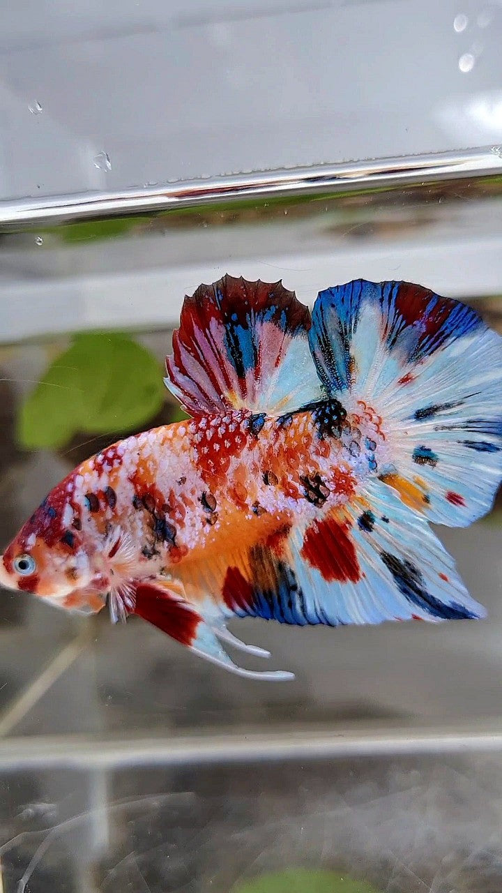 GIANT PLAKAT BO 5,2CM+ SUPER MULTICOLOR METTALIC WHITE ORANGE CANDY BETTA FISH