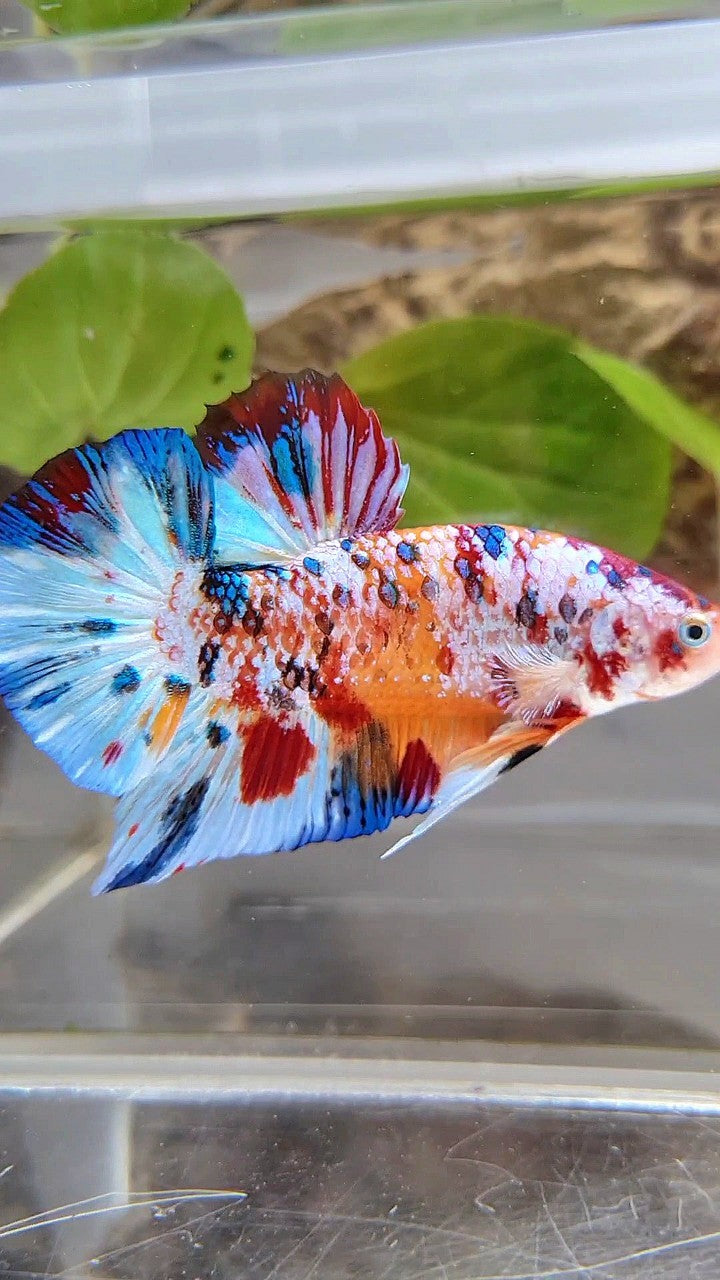 GIANT PLAKAT BO 5,2CM+ SUPER MULTICOLOR METTALIC WHITE ORANGE CANDY BETTA FISH