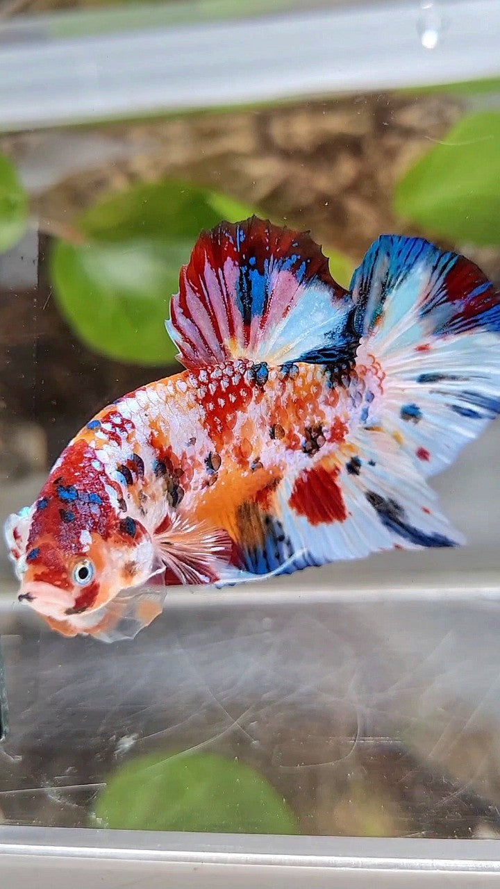 GIANT PLAKAT BO 5,2CM+ SUPER MULTICOLOR METTALIC WHITE ORANGE CANDY BETTA FISH