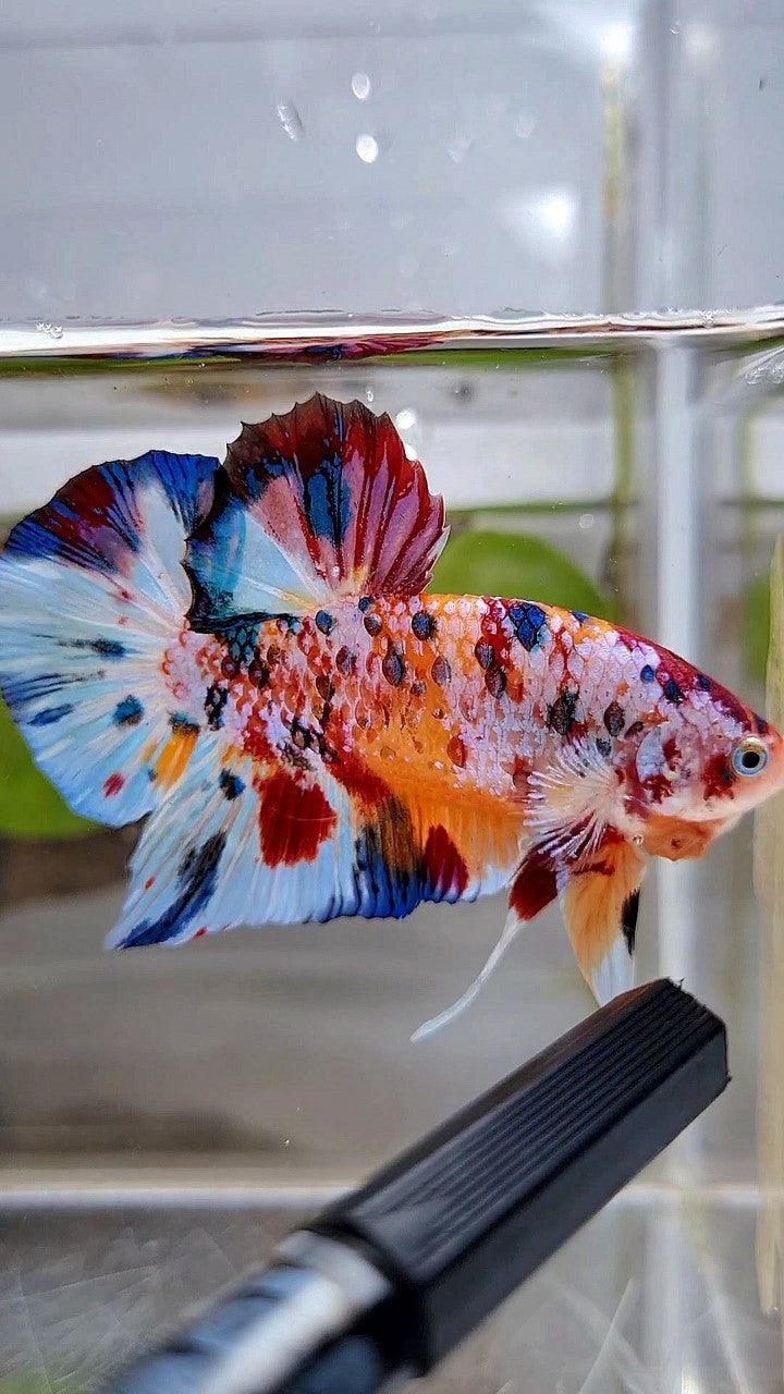 GIANT PLAKAT BO 5,2CM+ SUPER MULTICOLOR METTALIC WHITE ORANGE CANDY BETTA FISH