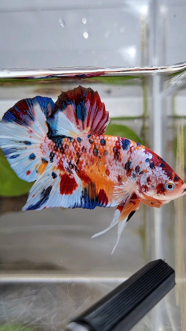 GIANT PLAKAT BO 5,2CM+ SUPER MULTICOLOR METTALIC WHITE ORANGE CANDY BETTA FISH