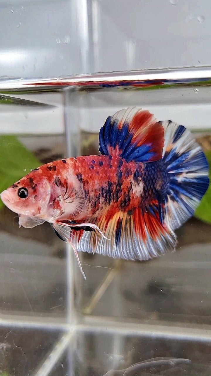 GIANT BO 5,5CM+ RED METTALIC MULTICOLOR BETTA FISH