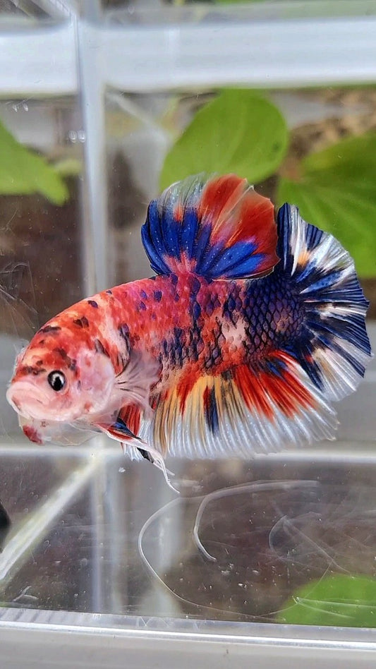 GIANT BO 5,5CM+ RED METTALIC MULTICOLOR BETTA FISH