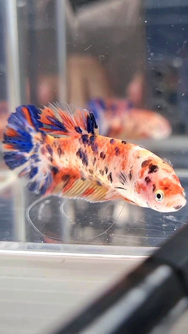 FEMALE GIANT BO 4.8CM+ ORANGE KOI MULTICOLOR BETTA FISH