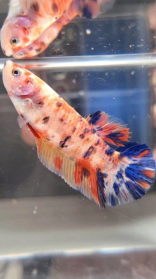 FEMALE GIANT BO 4.8CM+ ORANGE KOI MULTICOLOR BETTA FISH