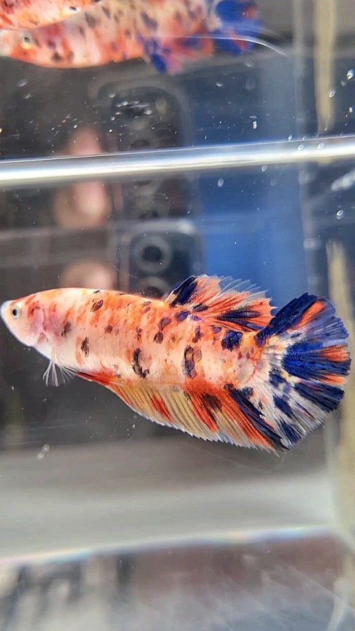 FEMALE GIANT BO 4.8CM+ ORANGE KOI MULTICOLOR BETTA FISH