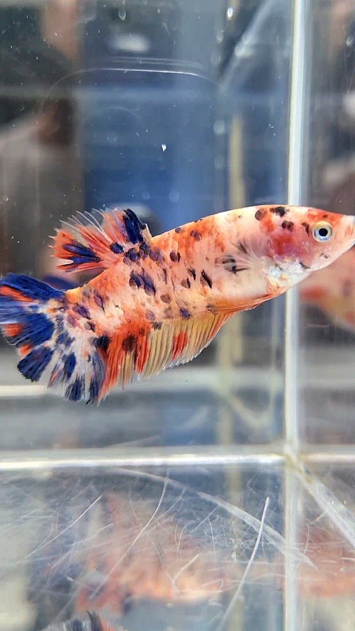FEMALE GIANT BO 4.8CM+ ORANGE KOI MULTICOLOR BETTA FISH