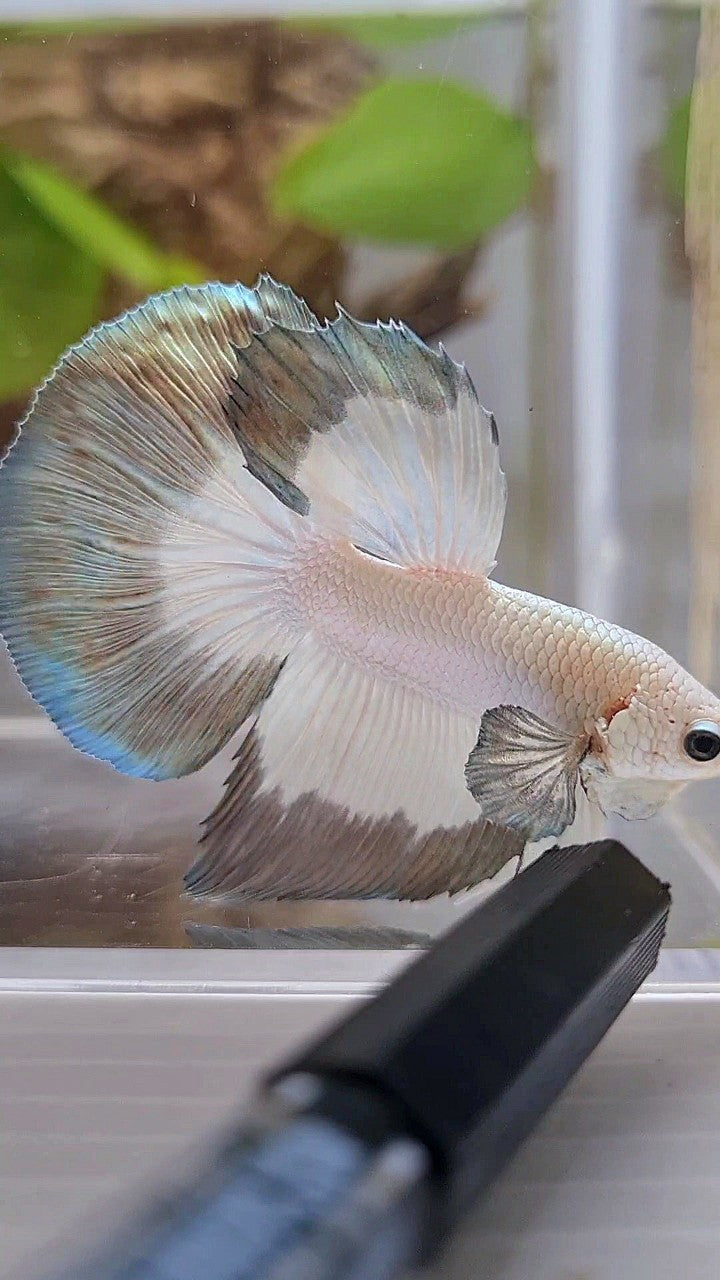 HALFMOON COPPER RIM BUTTERFLY BETTA FISH