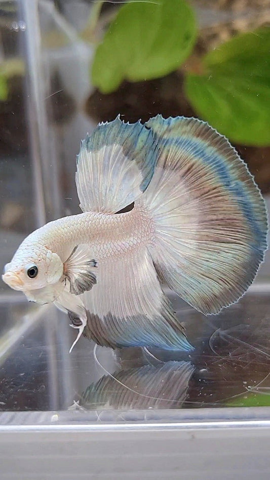 HALFMOON COPPER RIM BUTTERFLY BETTA FISH