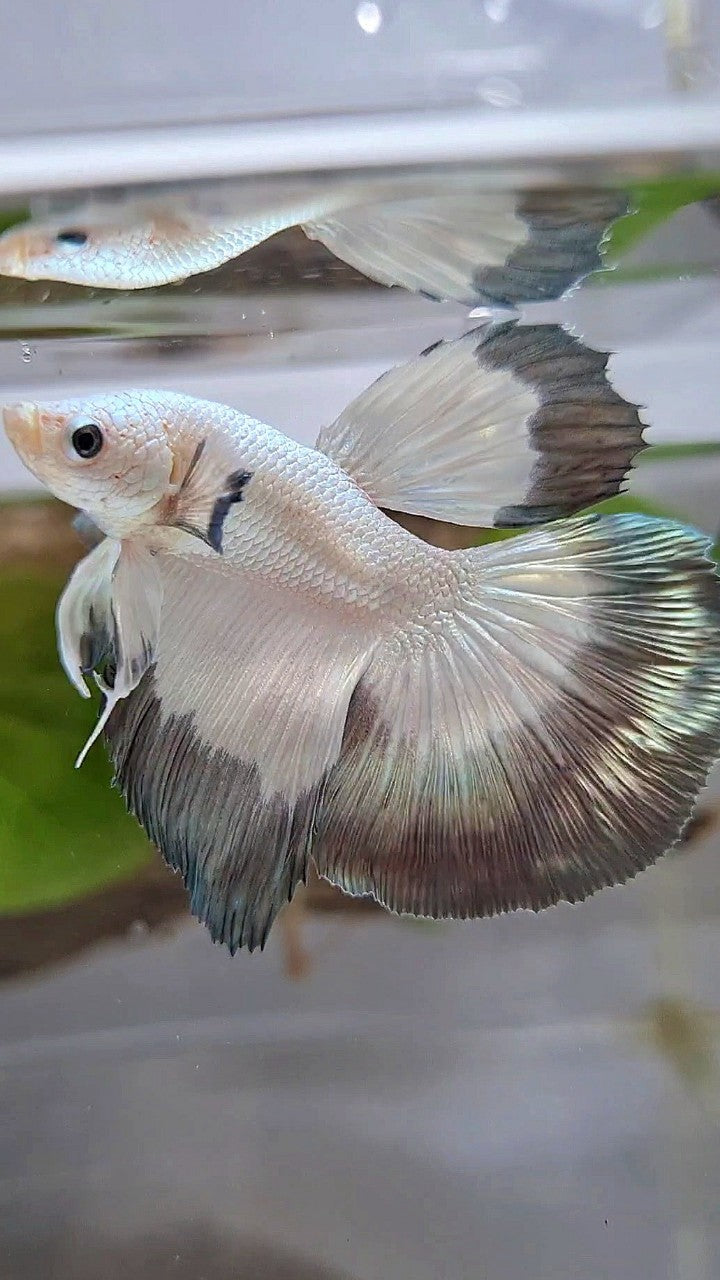 HALFMOON COPPER RIM BUTTERFLY BETTA FISH