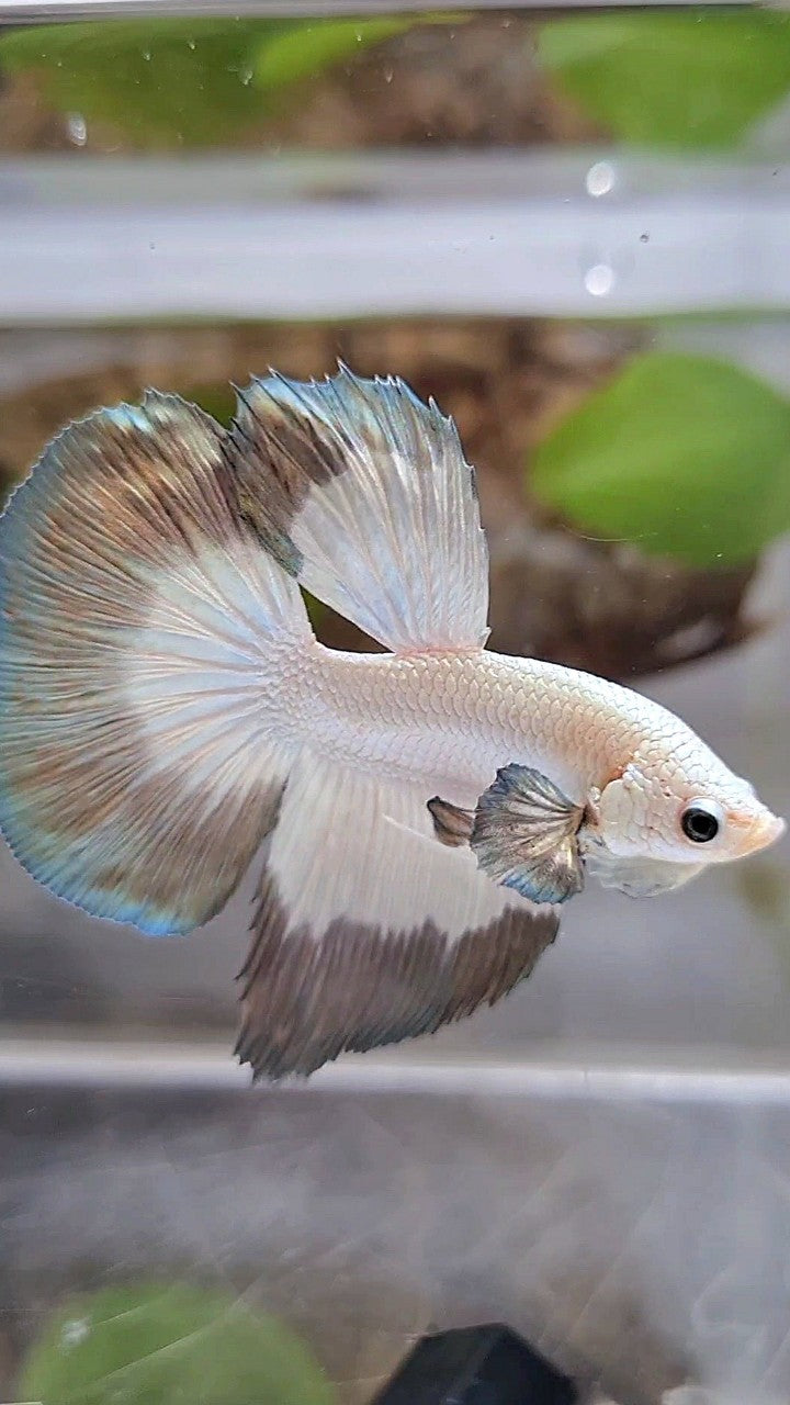 HALFMOON COPPER RIM BUTTERFLY BETTA FISH