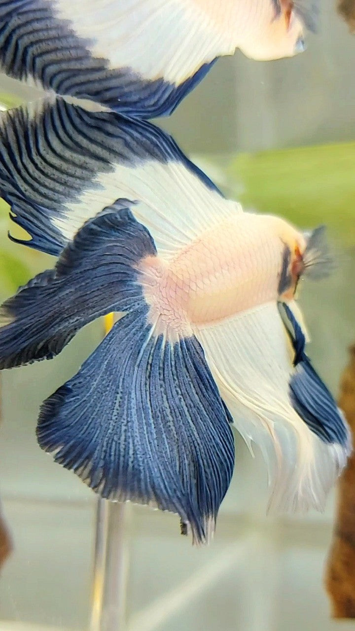 HALFMOON DOUBLE TAIL BLUE RIM BETTA FISH