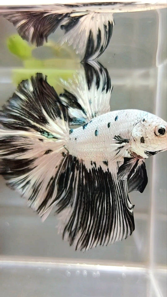 XL HALFMOON WHITE COPPER BLACK PATTERN PANDA BETTA FISH