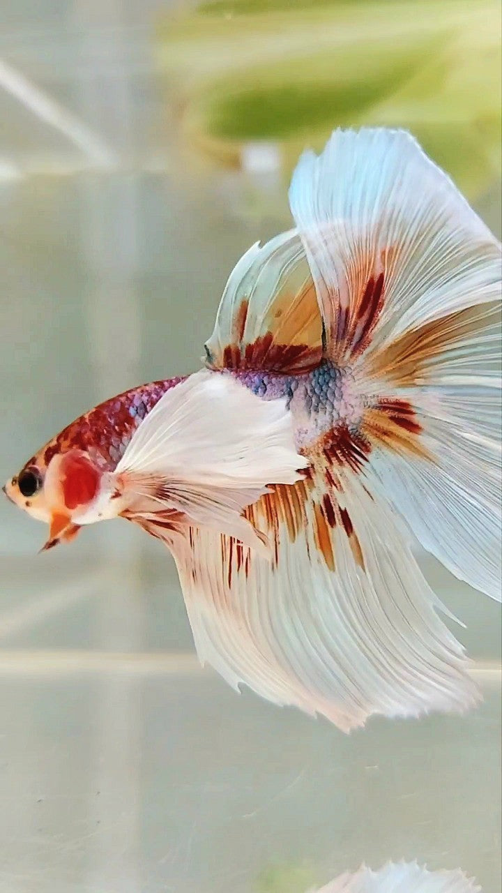HALFMOON SUPER DUMBO EAR ROSETAIL WHITE ORANGE MULTICOLOR BETTA FISH